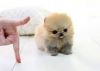Beautiful Teacup Pomeranian puppies Available.