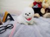 Snow White Pomeranian Puppy For Sale- xxx-xxx-xxxx