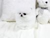 Cute Tiny Teacup Pomeranian Puppies - xxx-xxx-xxxx