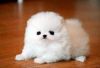 Tripple Coat Akc Pomeranian Puppy Av- xxx-xxx-xxxx