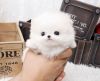 White Teacup Pomeranian Puppies - xxx-xxx-xxxx