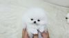 Cute Teacup Pom Puppies For Sale - xxx-xxx-xxxx