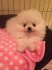 Male and Female Pomeranian puppy to go