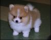 Fantastic Teacup Pomeranian Puppies Available