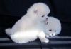 Teacup Pomeranian Puppies for free
