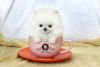 Sweet Teacup Pomeranian Puppies for adoption