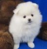 Nice and Healthy pomeranian Puppies Available