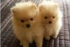 Nice Pomeranian puppies
