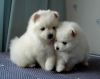 Two lovely pom puppies for new homes.