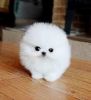 Charming Teacup Pomeranian Puppies Avialable