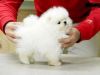 Tiny Teacup Pomeranian Puppies For Adoption