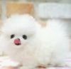 Snow White Teacup Pomeranian Puppies- xxx-xxx-xxxx