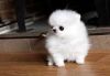 Stunning Toy Teacup Pom Puppies For Sale