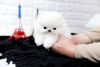 adorable ice white teacup Pomeranian puppies