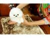 Alluring Parti Type Tiny Toy Tcup Pom Puppies