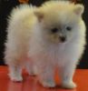 Adorable Pomeranian Puppy