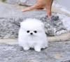 Male And Female Pomeranian Puppies For You