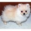 Cute Pomeranian puppy Available