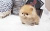 cute Pomeranian puppies available
