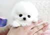 Precious White Pomeranian Puppy For Adoption