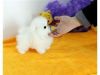 Available Gorgeous Tiny Teacup Pomeranian puppies