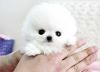 Pure white Pomeranian puppies available