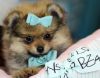 Adorable Pomeranians - Puppy Financing Now!!!!