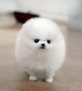 Charming Teacup Pomeranian puppies available