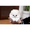 Healthy Teacup Pomeranian puppies for adoption