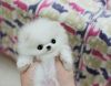 lovely pure white pomeranian puppy