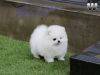 Fantastic Teacup Pomeranian Pups