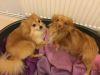 Pomeranian Boy And Girl (tan) !!13 Months Old
