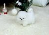 Best White Home Trained Pomeranian Puppy -