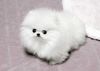Cute Pomeranian Pups Text (xxx) xxx-xxx6