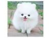 Adorable Pomeranian Pups Ready Tex(xxx) xxx-xxx6