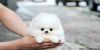 Purebred Pomeranian Puppy for Adoption