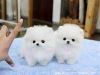 Cute Pomeranian Puppies Text (xxx) xxx-xxx6