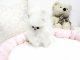 Affectionate Mini/Toy Pomeranian puppies