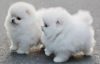 100% Pure Breed White Pomeranian Puppies