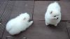 Pomeranian Puppies For Adoption Text(xxx)xxxxxxx)