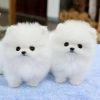 Two Beautiful Pomeranians (white)