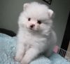 --**stunning Little Pomeranian