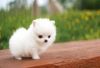 Beautiful Pedigree Pomeranian Puppies,