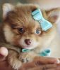 Financing Now!! Super Cute Pomeranian Puppies