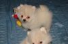 Three Teacup Pomeranian Puppies