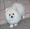 Akc Teacup Pomeranian Puppies for Available