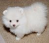 Tiny Pomeranian Puppies.(xxx) xxx-xxx5