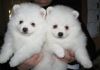 Pomeranian Puppies.(xxx) xxx-xxx5