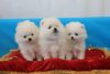 Micro Pomeranian Puppies Available