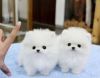 Pure White Pomeranian Pups for sale